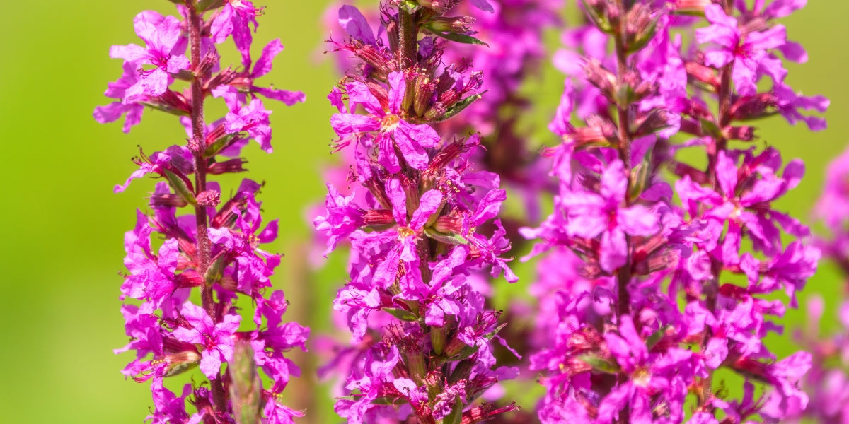 Lythrum (Blut-Weiderich)