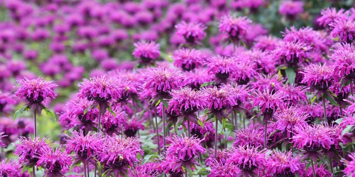 Monarda (Indianernessel)