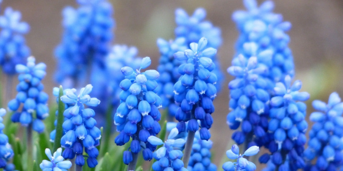 Muscari (Traubenhyazinthe)