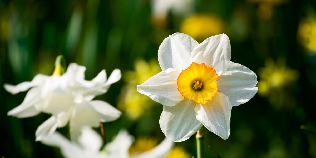 Narcissus (Narzissen)