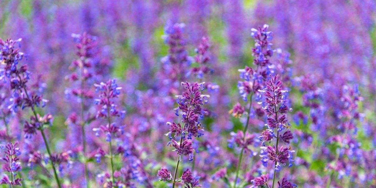 Nepeta (Katzenminze)