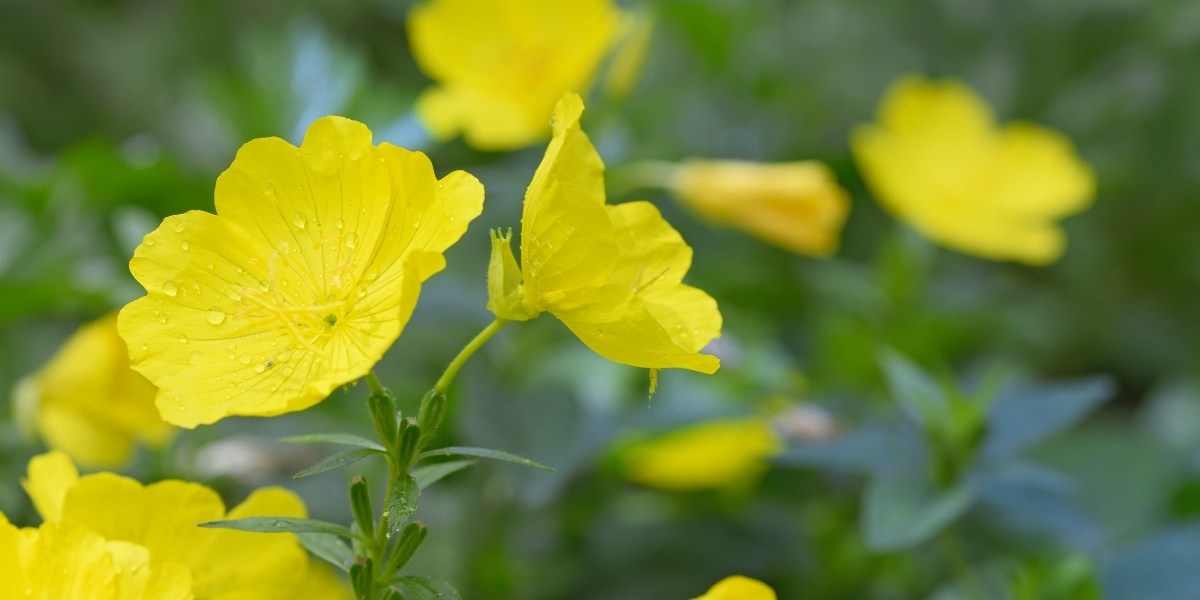 Oenothera (Nachtkerze)