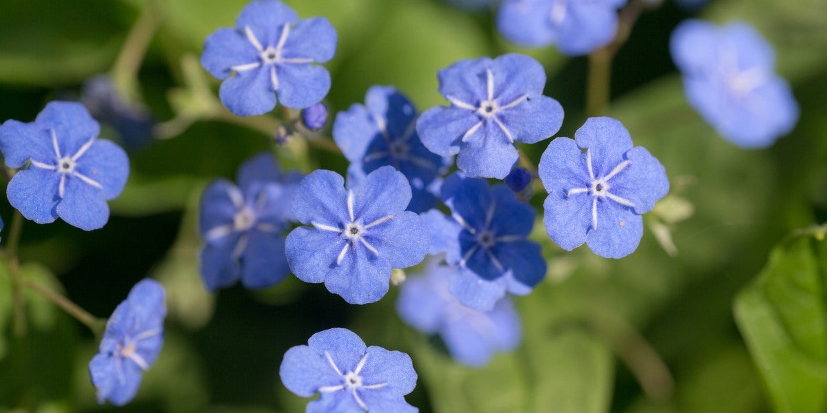 Omphalodes (Gedenkemein)