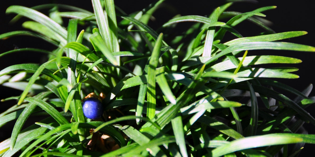 Ophiopogon (Schlangenbart)