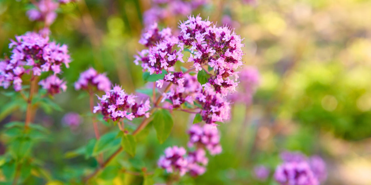 Origanum (Oregano)