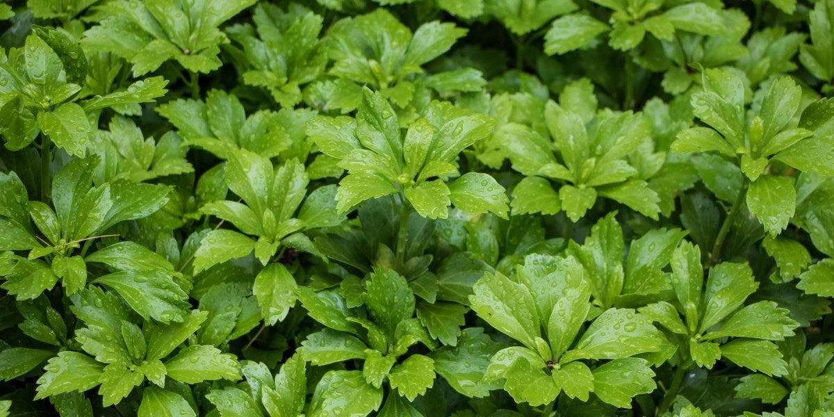 Pachysandra (Schattengrün)