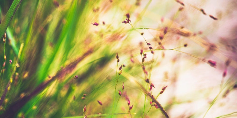 Panicum (Rutenhirse)-Ziergräser mit zarten, schleierartigen Blütenständen