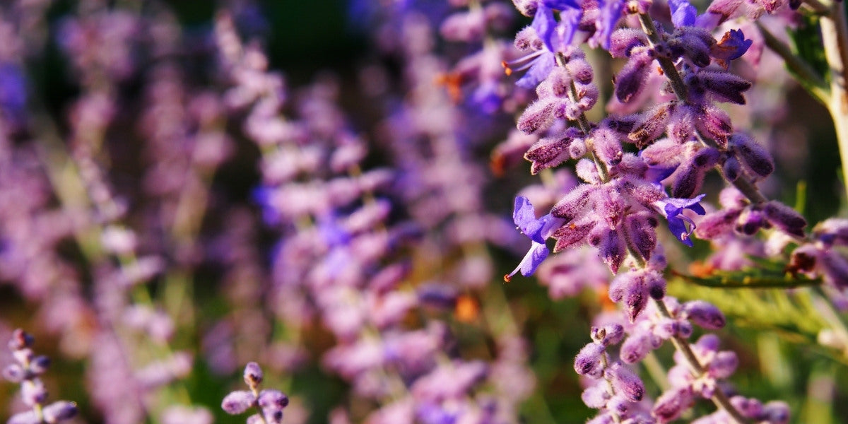 Perovskia (Blauraute)