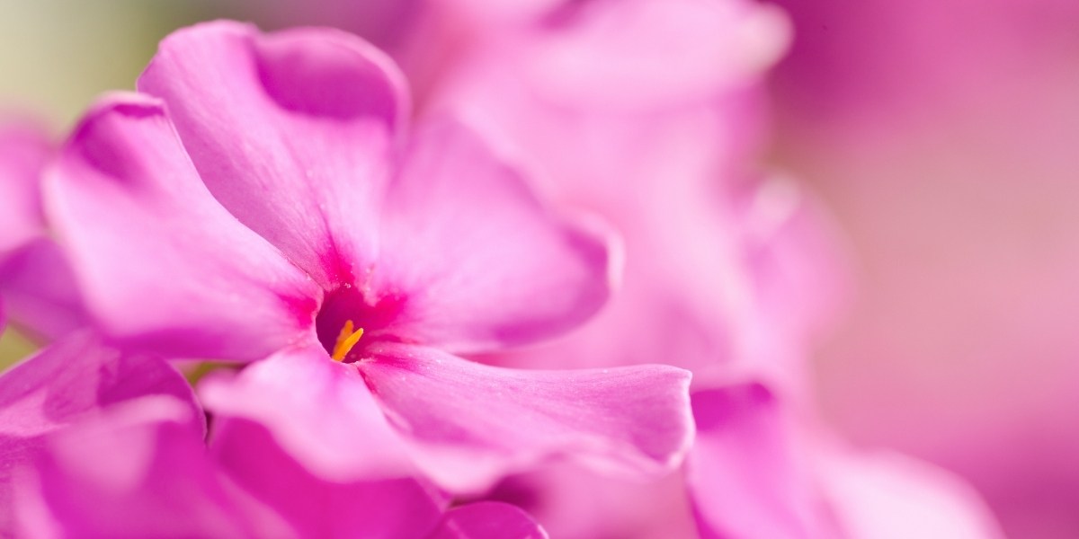 Phlox (Flammenblume)