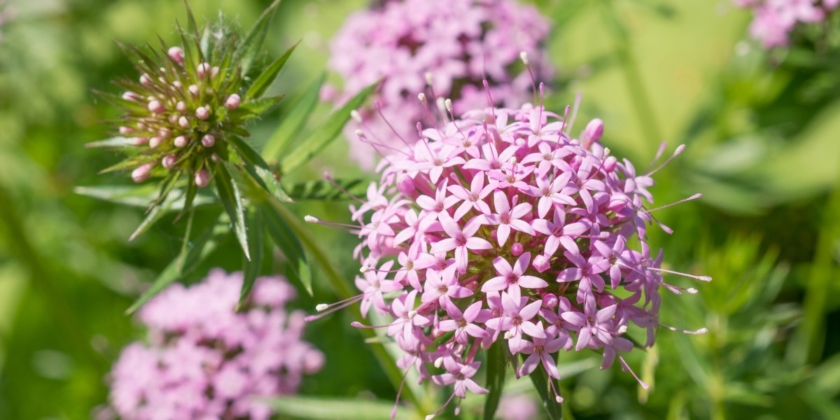 Phuopsis (Scheinwaldmeister)