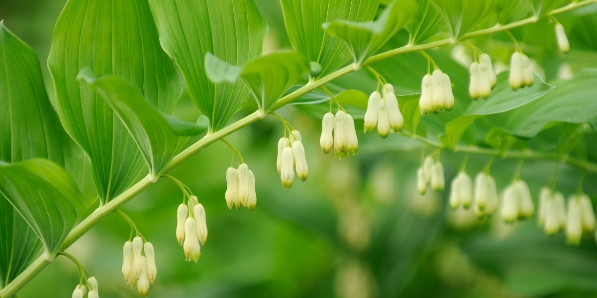 Polygonatum (Salomonssiegel)