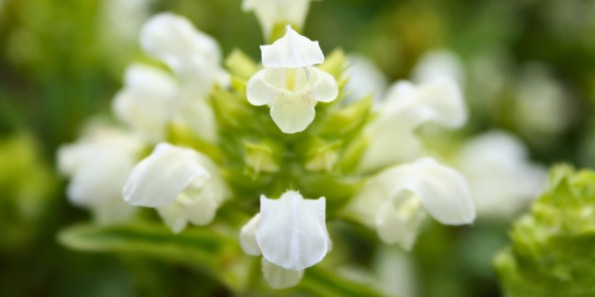 Prunella (Braunelle)