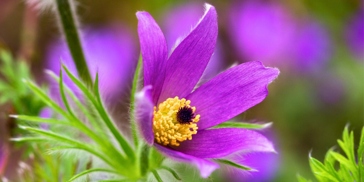 Pulsatilla (Küchenschelle)