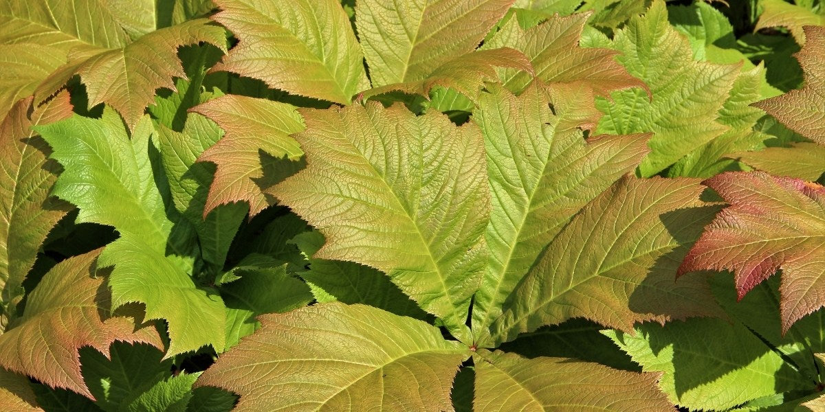 Rodgersia (Schaublatt)