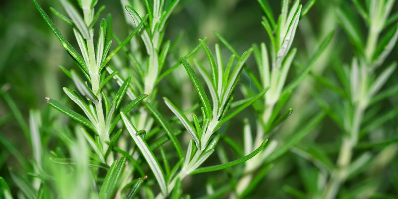 Rosmarinus (Rosmarin)-Charakterpflanze mit Mittelmeerfrische