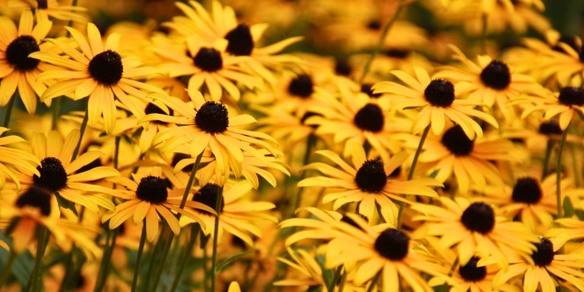 Rudbeckia (Sonnenhut)