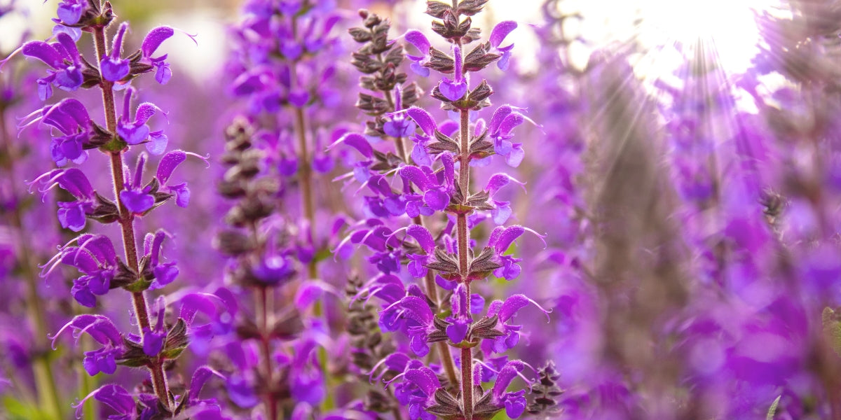 Salvia (Salbei)