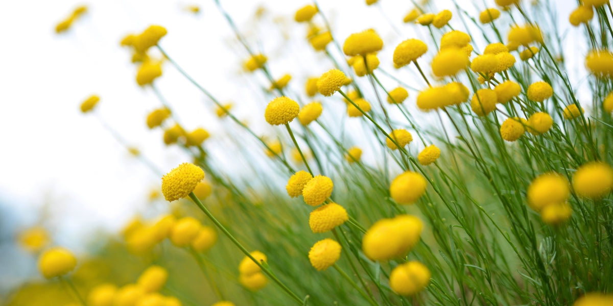 Santolina (Heiligenkraut)