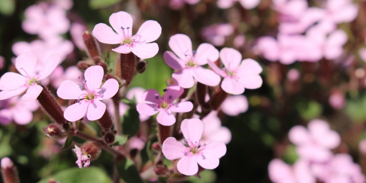 Saponaria (Seifenkraut)