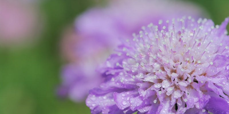 Scabiosa (Skabiose)-Erlesene Schnittblumen