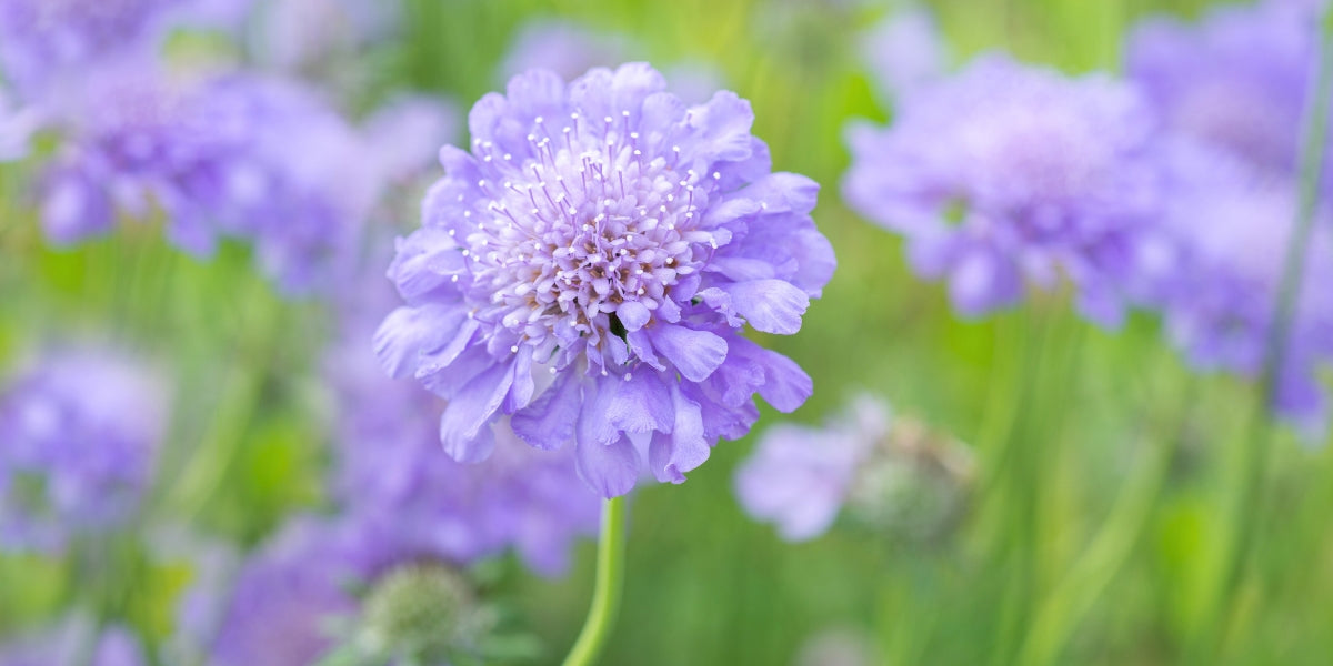 Scabiosa (Skabiose)