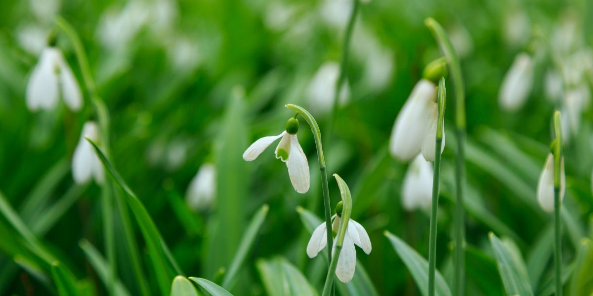 Galanthus (Schneeglöckchen)