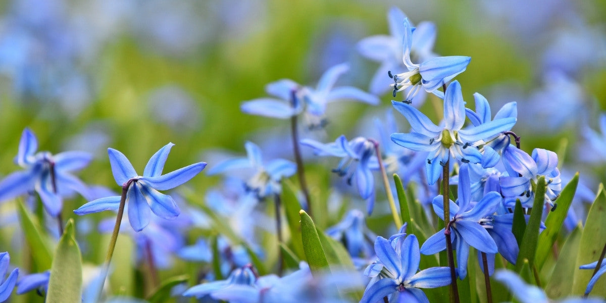 Scilla (Blaustern)