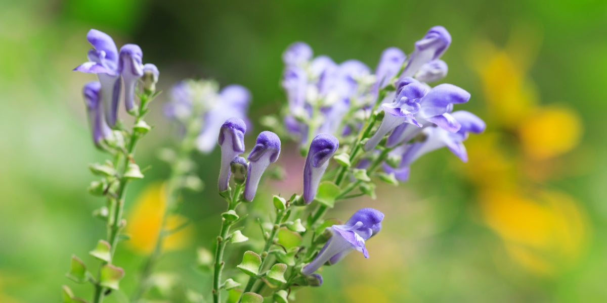 Scutellaria (Helmkraut)