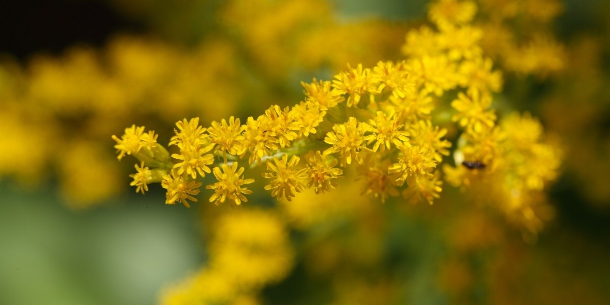 Solidago (Goldrute)