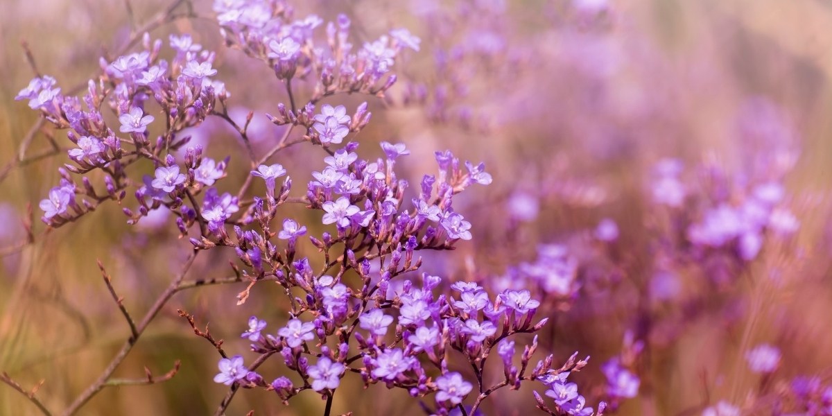 Limonium (Steppenschleier)