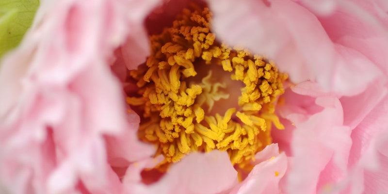 Strauchpfingstrosen-Imposante & faszinierende Blütenpracht