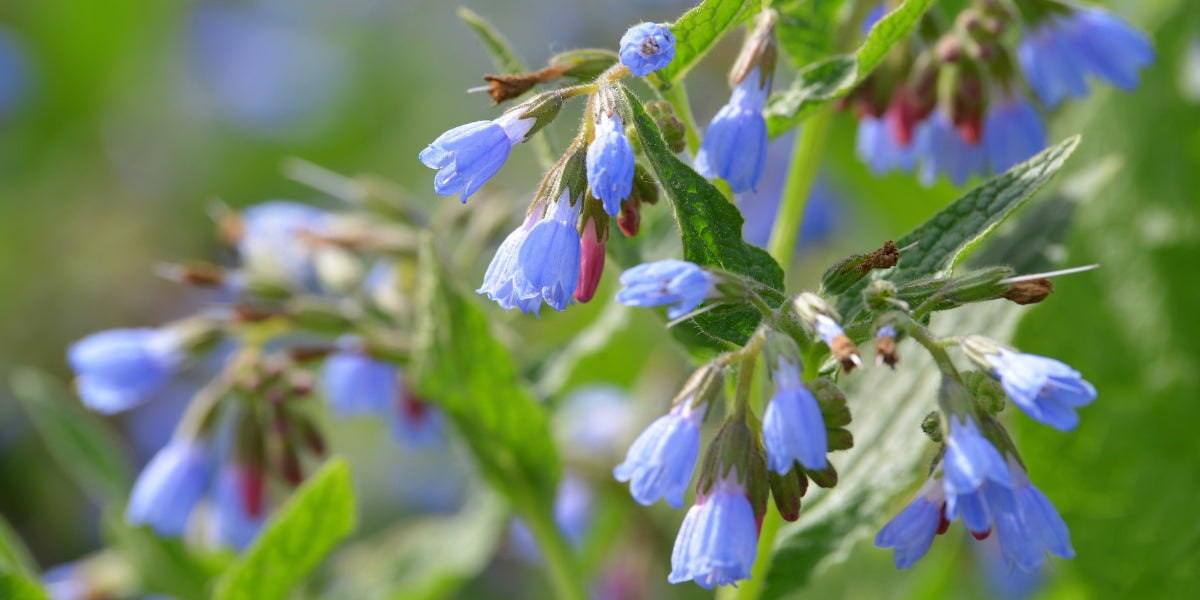 Symphytum (Beinwell)