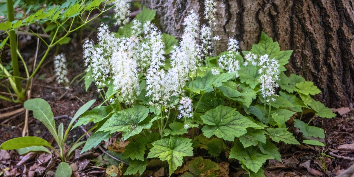 Tiarella (Schaumblüte)