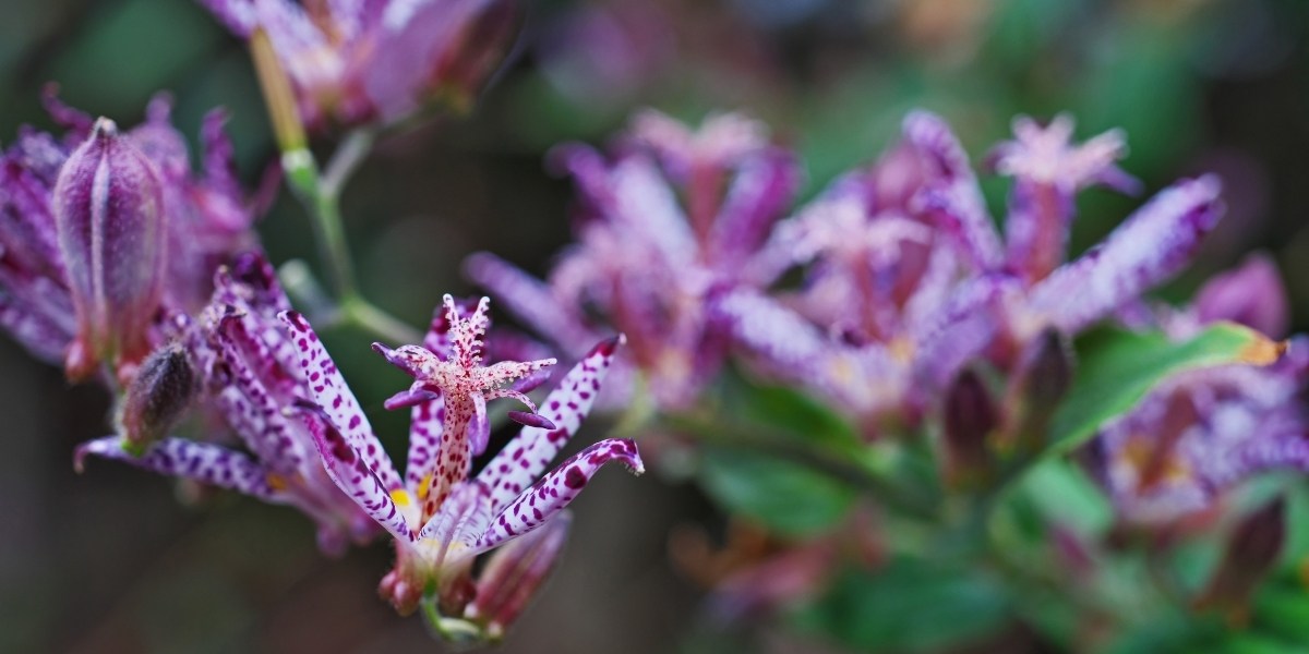 Tricyrtis (Krötenlilie)