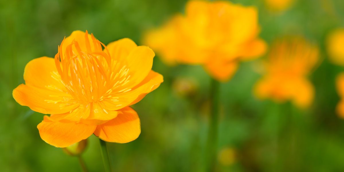 Trollius (Trollblume)