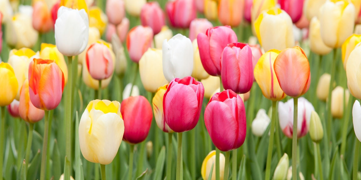 Tulpenmischungen