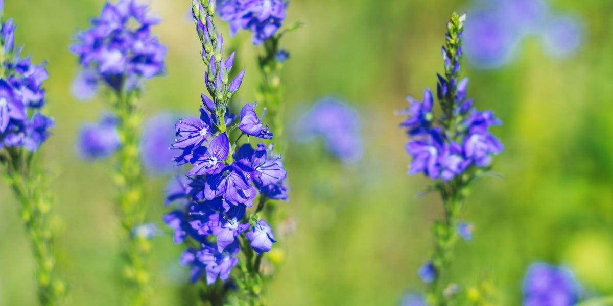 Veronica (Ehrenpreis)