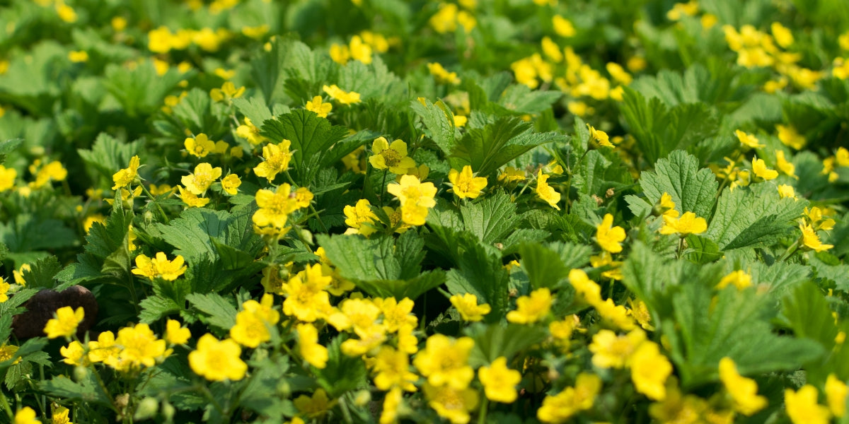 Waldsteinia (Waldsteinie)