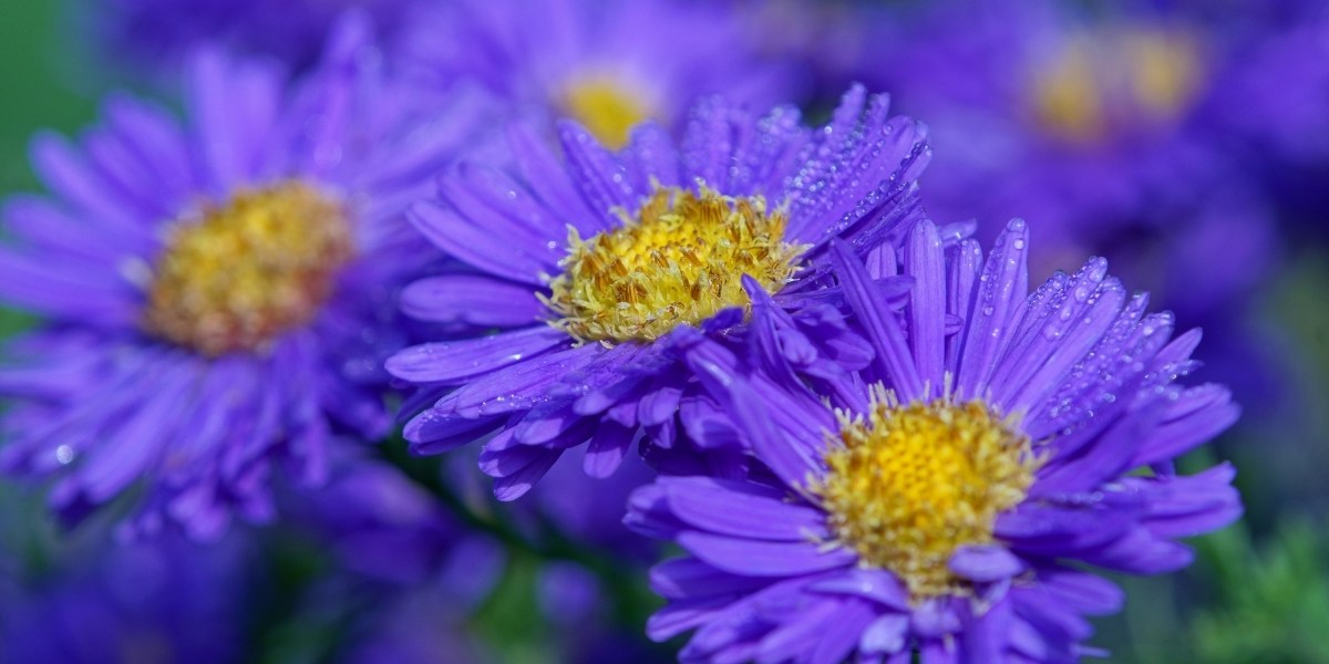 Stauden - mehrjährige, winterharte Blumen