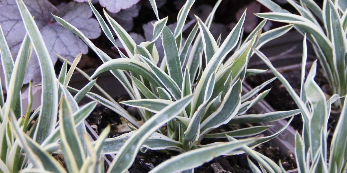 Yucca (Palmlilie)