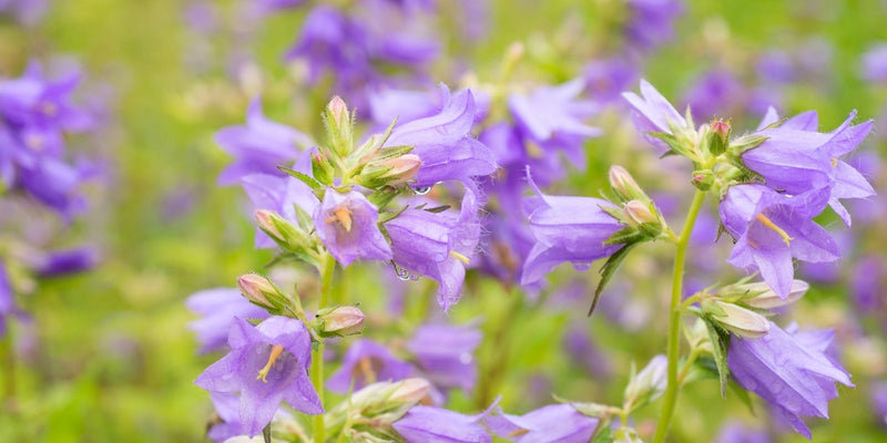 Campanula (Glockenblume)-anspruchslos und variantenreich