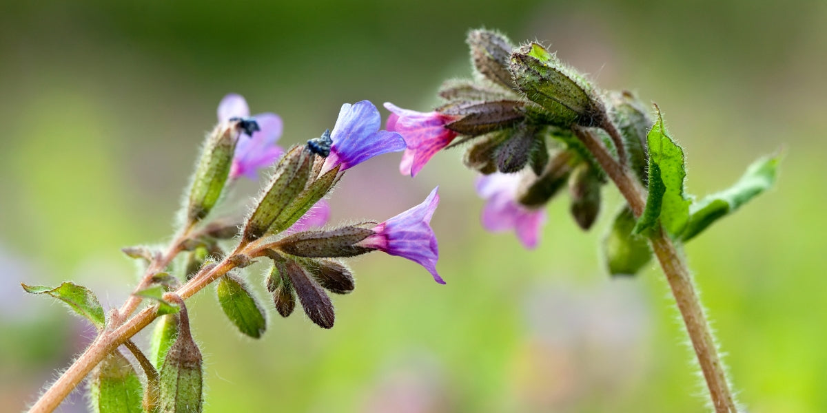 Pulmonaria (Lungenkraut)