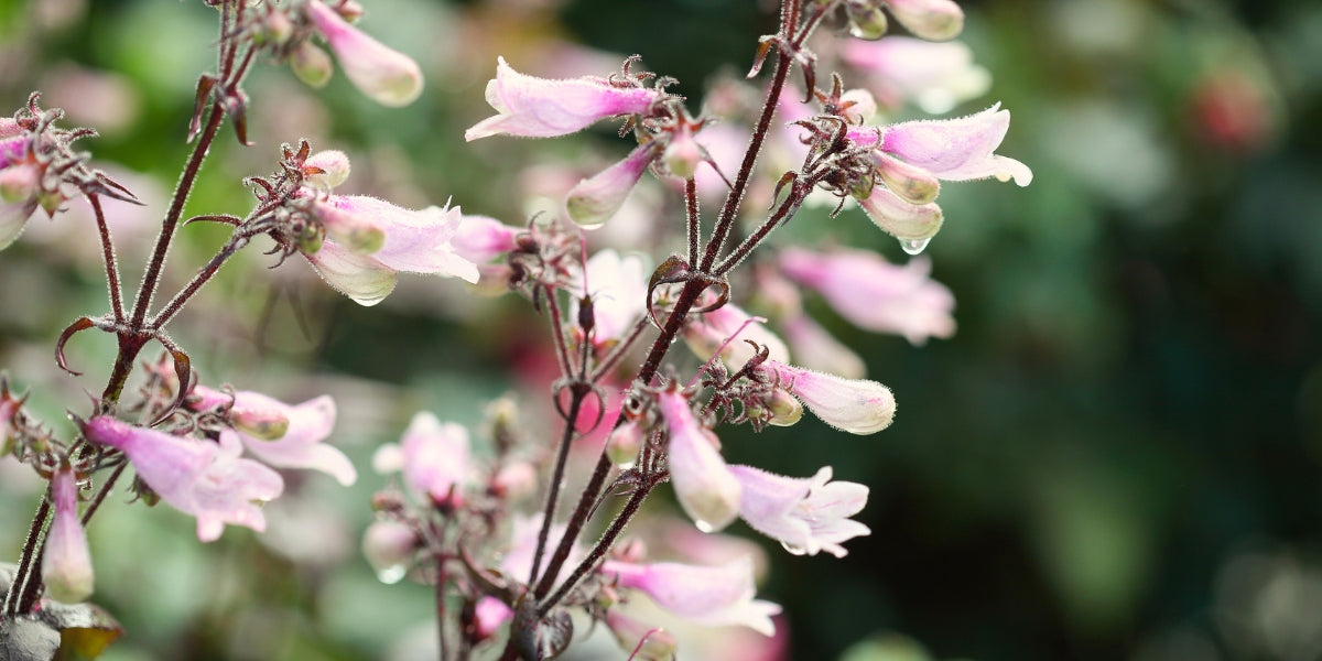 Penstemon (Bartfaden)