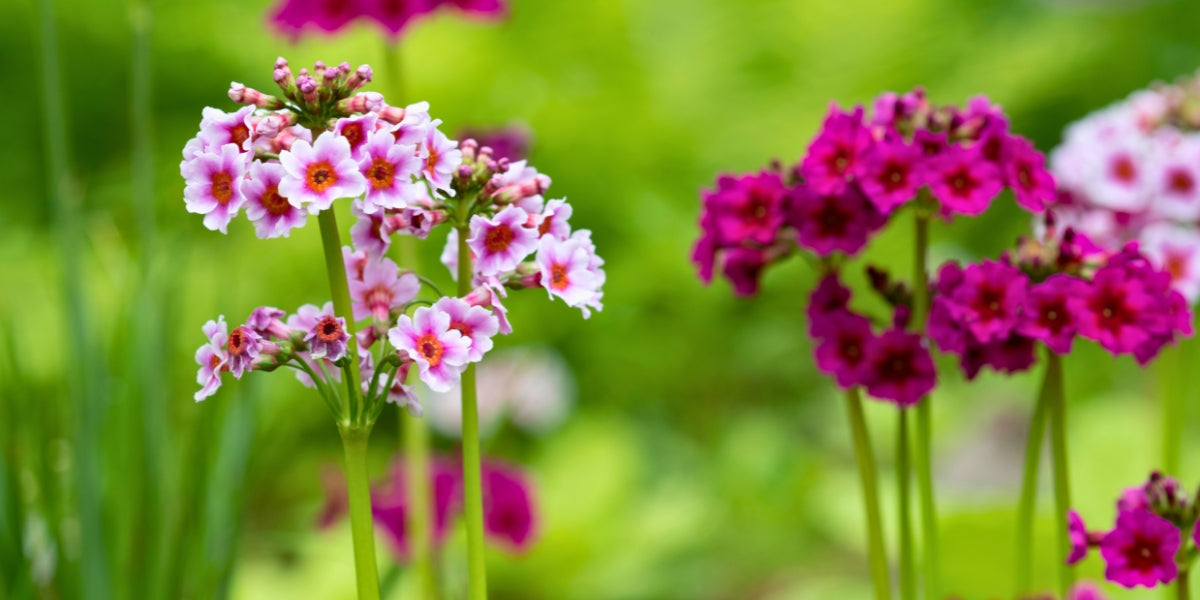 Primula (Primeln)