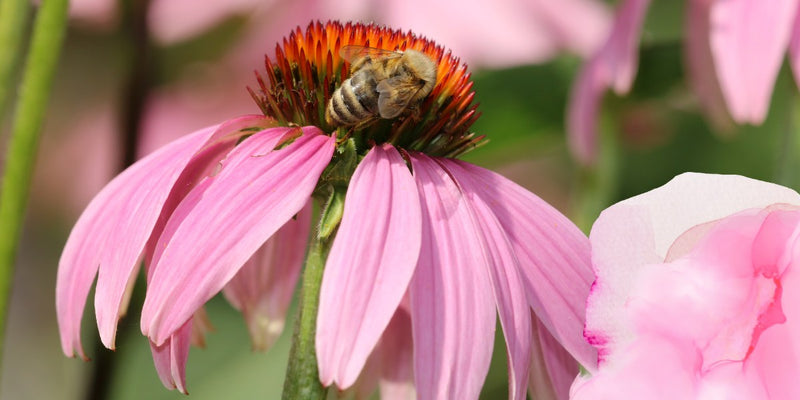 Romantisch rosa-Beet-Ideen nach Farben