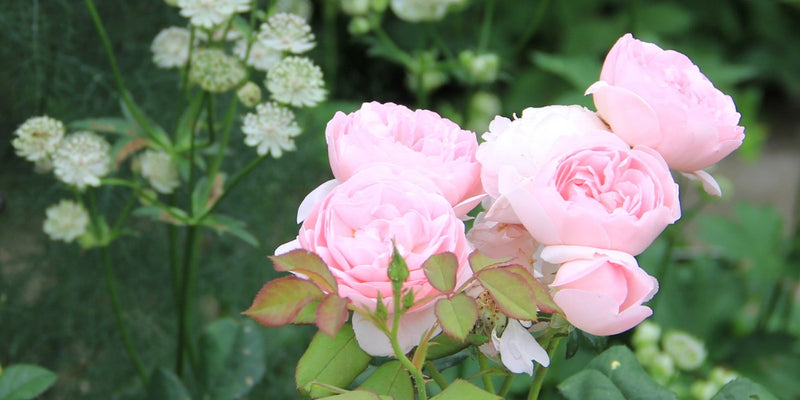 Rosenbeete-Duft und Blütenzauber
