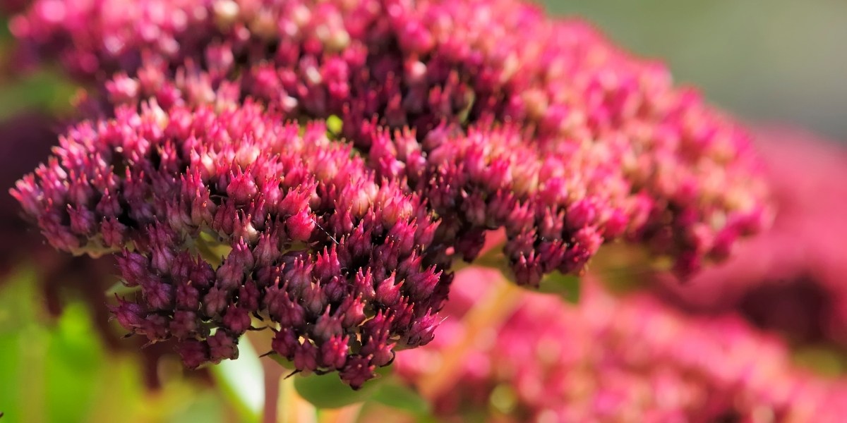 Sedum (Fetthenne) sind durch vielgestaltigen Blattformen und Farben ideale Bodendecker, die Trockenheit und magere Böden vertragen.