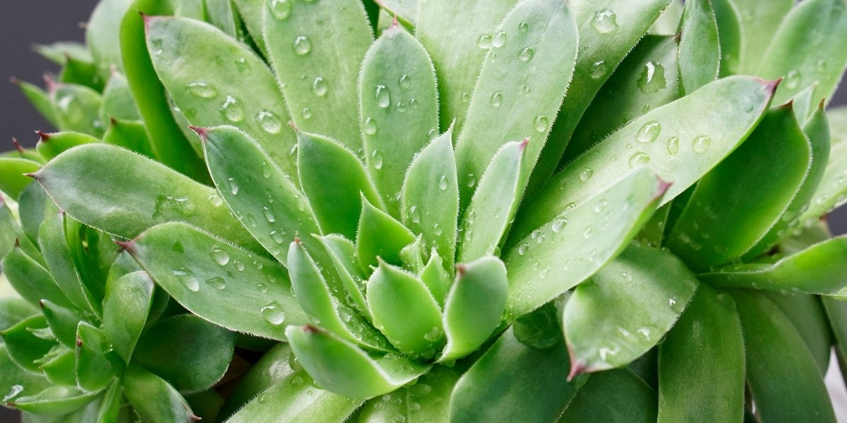 Sempervivum (Hauswurz)