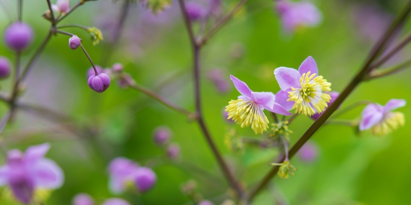 Thalictrum (Wiesenraute)-Vielfältige Pflanzen