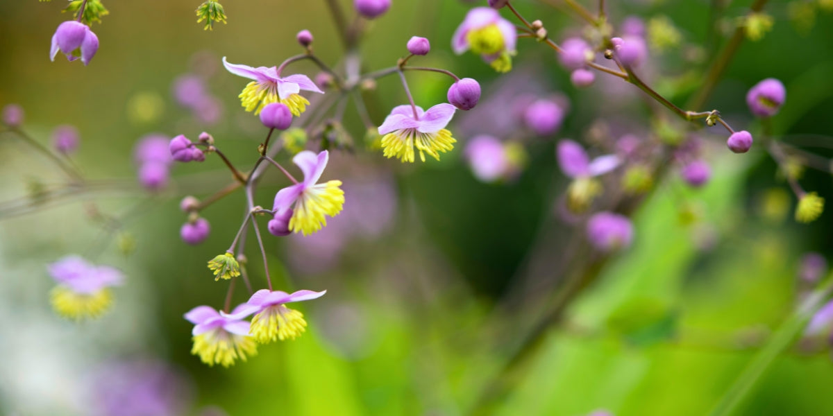 Thalictrum (Wiesenraute)